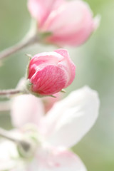 pink apple flower bud