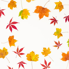 Autumn frame of fall yellow and red leaves on white background. Flat lay, top view.