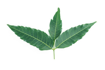 green leaf texture on white background.