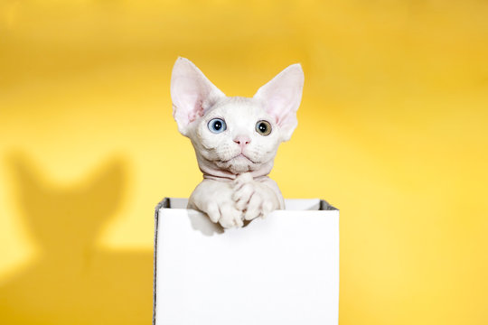 Odd Eyed White Devon Rex in Box