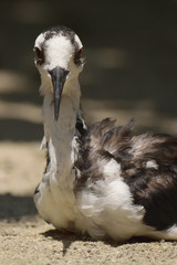 クロエリセイタカシギ