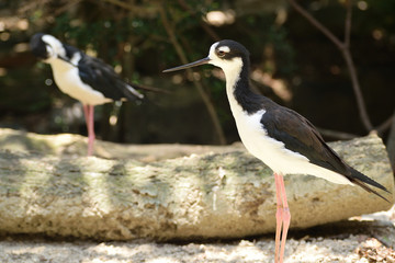 クロエリセイタカシギ