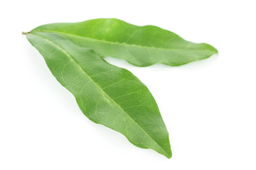 Obraz premium green leaf texture on white background.