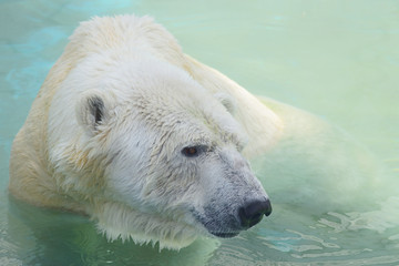 ホッキョクグマ