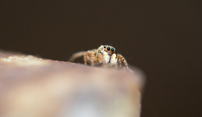 small beautiful spider on a wall in garden