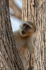 Curious Monkey