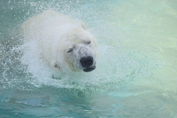 ホッキョクグマ