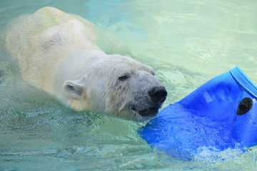 ホッキョクグマ