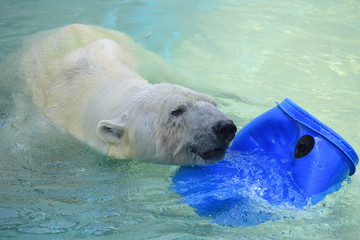 ホッキョクグマ