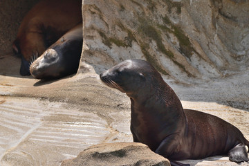 カリフォルニアアシカ