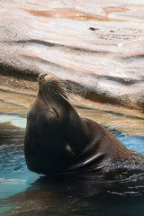 カリフォルニアアシカ