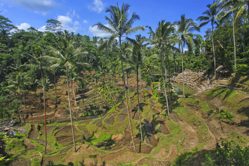 Fototapeta na wymiar Paddy tarrace in Bali.