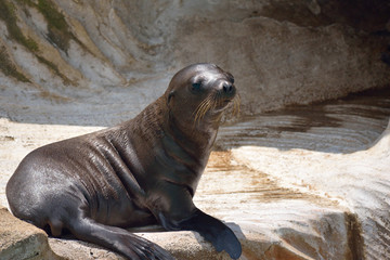 Fototapeta premium カリフォルニアアシカ