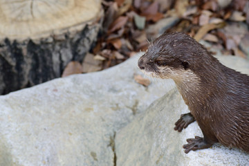 コツメカワウソ