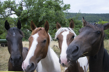white brown and black horses