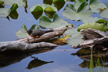 Robin Landing Nymph Lake