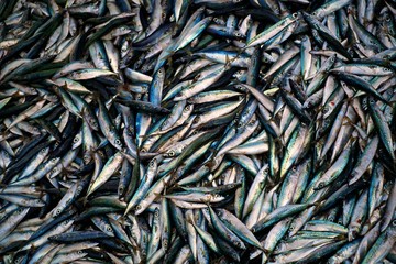 mackerels at the market