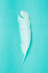 white feather on green background.