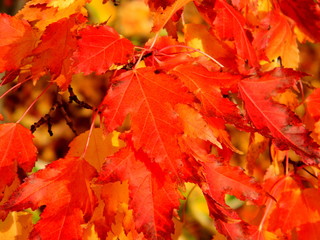 Fall Red Maple