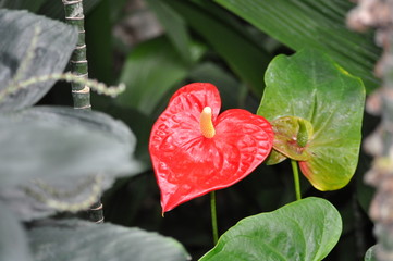 Heart Flower