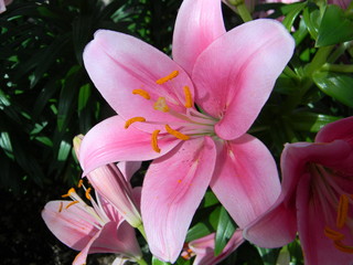 Pink Tiger Lily 2
