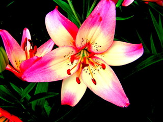 Pink Tiger Lily