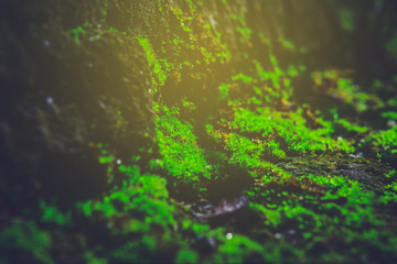 green moss with sunlight background.