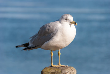 Ring-billed Gull on Wood Piling