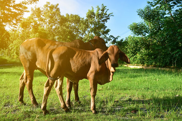 Fototapeta na wymiar Brown Cows at countryside in Thailand