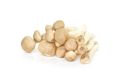 mushrooms on white background.