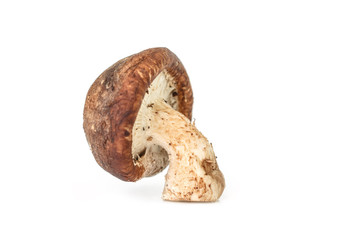 mushrooms on white background.