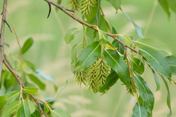 Bay willow, Salix pentandra twig with seeds in late summer © Henrik Larsson