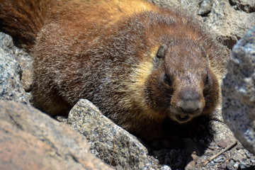 Marmot