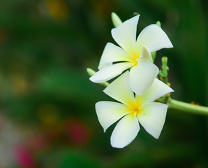 Fototapeta na wymiar Plumeria spp frangipani flowers white pink and yellow