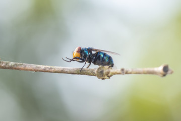The fly bluebottle on tree branch