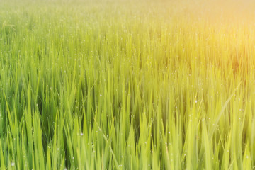 fresh green grass with water drops close-up background