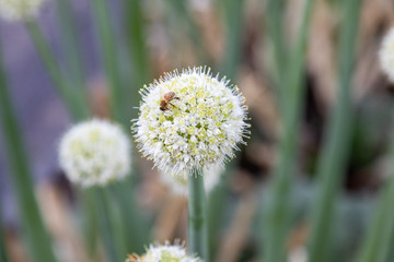 Bee collecting pollen on onion flower. Blooming onion.