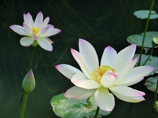 ハスの花