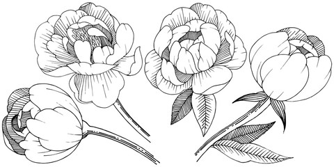 Peony in a vector style isolated. Full name of the plant: peony. Vector flower for background, texture, wrapper pattern, frame or border.