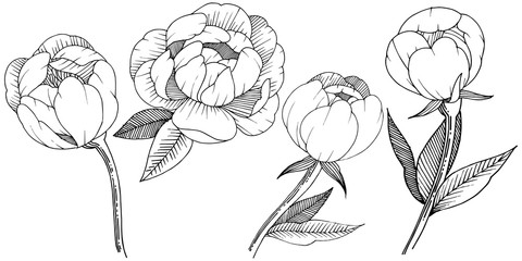 Peony in a vector style isolated. Full name of the plant: peony. Vector flower for background, texture, wrapper pattern, frame or border. © yanushkov