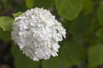 blossoming white hydrangea