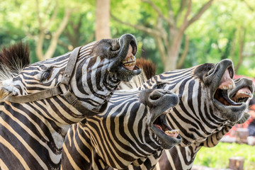 Funny zebra open mouth and show teeth