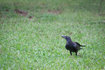 crow in the park