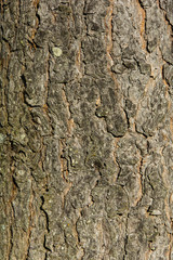 background texture tree
