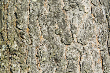 background texture tree