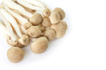 mushrooms on white background.