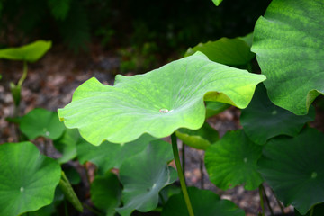 Lotus-19