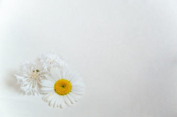 Fototapeta na wymiar Three white flowers chamomile and cornflowers on white paper background. plenty of place for a title