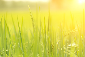 Blurred background; green blurred background of rice field with sunlight.