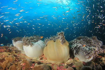 Récif de corail sous-marin